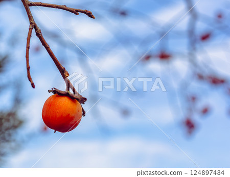 Mifuku Park Persimmon Fruit 3 Mifuku Park Persimmon Fruit 3 124897484