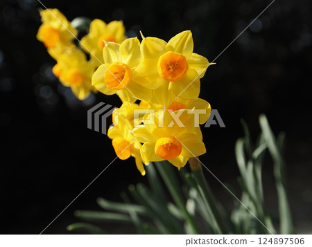 Landscape with daffodils Landscape with daffodils 124897506