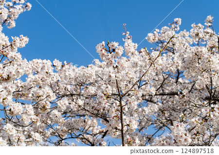 Cherry tree in full bloom Cherry tree in full bloom 124897518