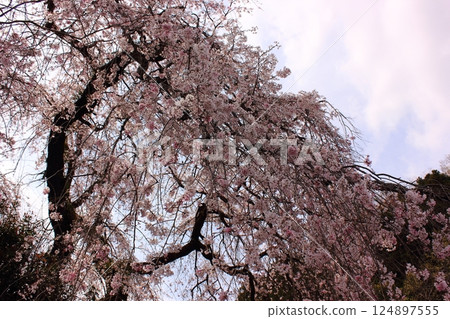 Weeping cherry blossoms at Baiganji Temple in full bloom in early April (4) 124897555