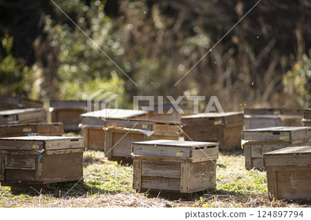 養蜂場的蜂箱 124897794