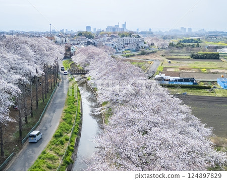 埼玉縣見沼稻田櫻花長廊的空拍照片，無人機拍攝 124897829
