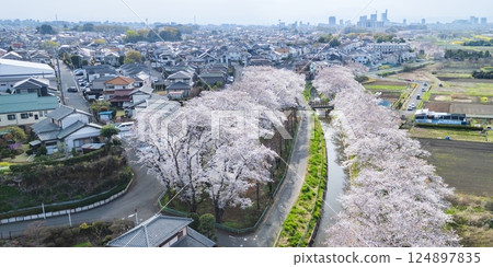 埼玉縣見沼稻田櫻花長廊的空拍照片，無人機拍攝 124897835