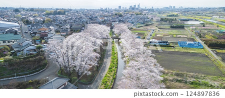 埼玉縣見沼稻田櫻花長廊的空拍照片，無人機拍攝 124897836