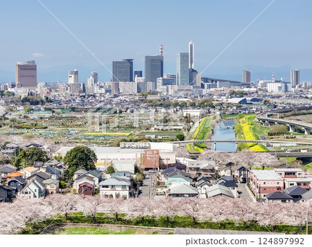 埼玉縣見沼稻田櫻花長廊的空拍照片，無人機拍攝 124897992