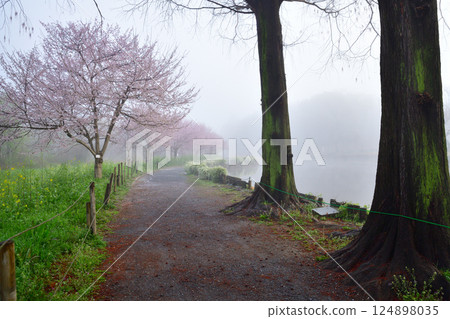 Mist-covered cherry blossoms in full bloom, waterside scenery 124898035