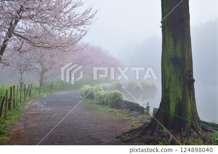 霧氣瀰漫的櫻花與水邊風景 124898040