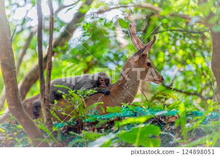 Yakushima World Heritage Site (Summer) 124898051