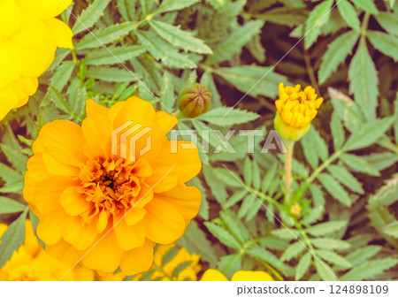 Akabori Kogiku Village Marigold 2-19 124898109