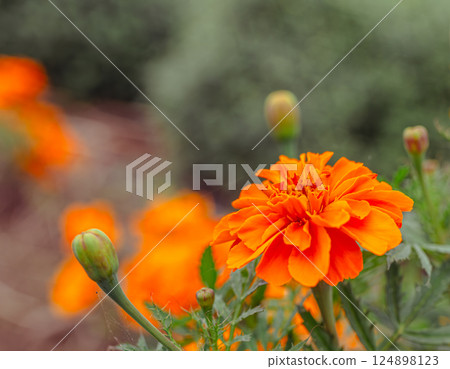 Akabori Kogiku Village Marigold 2-33 Akabori Kogiku Village Marigold 2-33 124898123