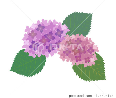 Simple hydrangea illustration Simple hydrangea illustration 124898148