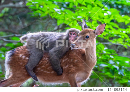 Yakushima World Heritage Site (Summer) 124898154