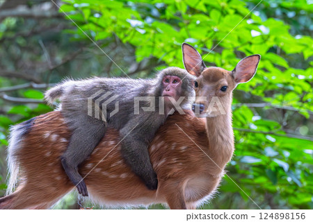 屋久島世界遺產(夏季) 屋久島世界遺產(夏季) 124898156