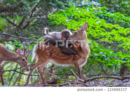 Yakushima World Natural Heritage Site Deer and Monkeys (August) Yakushima Monkey riding on a Yakushima deer 124898157