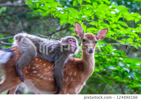 Yakushima World Heritage Site (Summer) 124898166