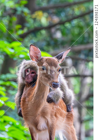 Yakushima World Heritage Site (Summer) 124898171