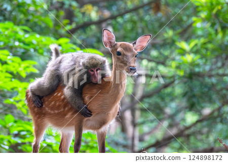 Yakushima World Heritage Site (Summer) 124898172
