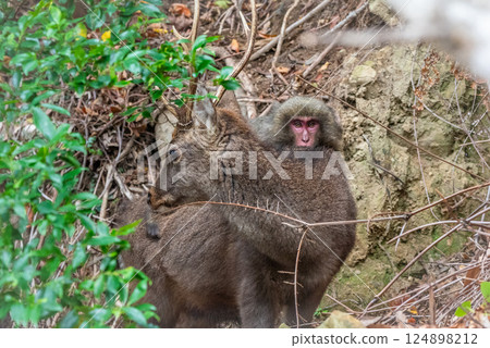 Yakushima World Natural Heritage Site Deer and Monkeys (December) Yakushima Monkey riding on a Yakushima deer 124898212