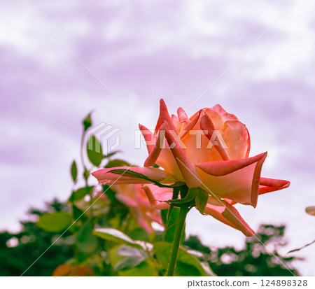 前橋玫瑰園玫瑰花 2-51 前橋玫瑰園玫瑰花 2-51 124898328