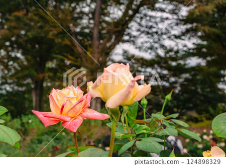 前橋玫瑰園玫瑰花2-52 124898329