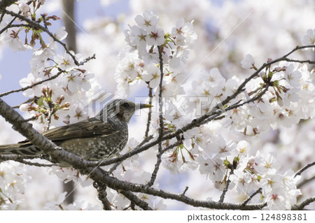 Cherry blossoms, blue sky and brown-eared bulbul 124898381