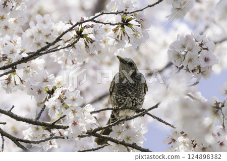 Cherry blossoms, blue sky and brown-eared bulbul 124898382