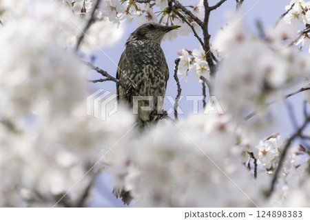 Cherry blossoms, blue sky and brown-eared bulbul 124898383