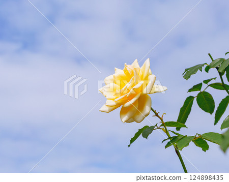 Maebashi Rose Garden Rose Flower 2-141 124898435