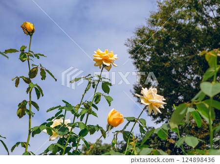 Maebashi Rose Garden Rose Flowers 2-142 124898436