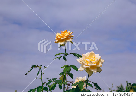 Maebashi Rose Garden Rose Flowers 2-143 124898437