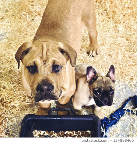 Exhibition of elite breed dogs for sale, closeup of photo 124898460