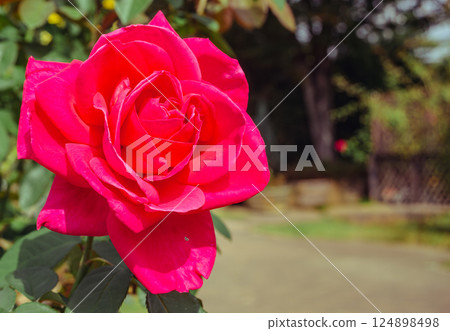 前橋玫瑰園玫瑰花 2-131 前橋玫瑰園玫瑰花 2-131 124898498