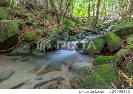 世界自然遺產屋久島西林道地區夏之谷 世界自然遺產屋久島西林道地區夏之谷 124898520