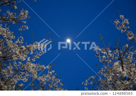 Admire the moon through a cherry blossom frame Admire the moon through a cherry blossom frame 124898565