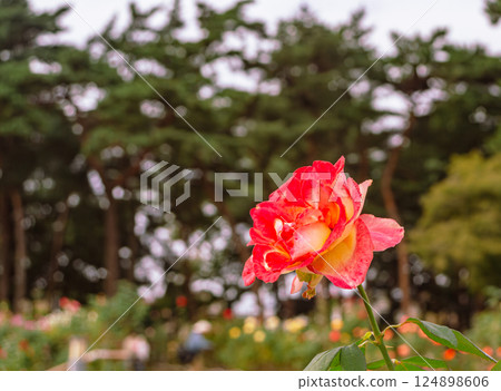 Maebashi Rose Garden Rose Flowers 2-20 124898606