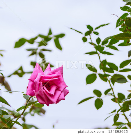 Maebashi Rose Garden Rose Flowers 2-39 Maebashi Rose Garden Rose Flowers 2-39 124898625