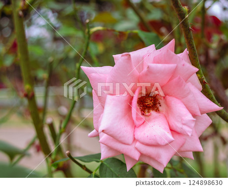 Maebashi Rose Garden Rose Flowers 2-44 Maebashi Rose Garden Rose Flowers 2-44 124898630