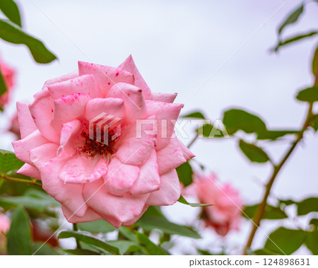 Maebashi Rose Garden Rose Flowers 2-45 Maebashi Rose Garden Rose Flowers 2-45 124898631