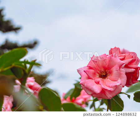 Maebashi Rose Garden Rose Flowers 2-46 Maebashi Rose Garden Rose Flowers 2-46 124898632