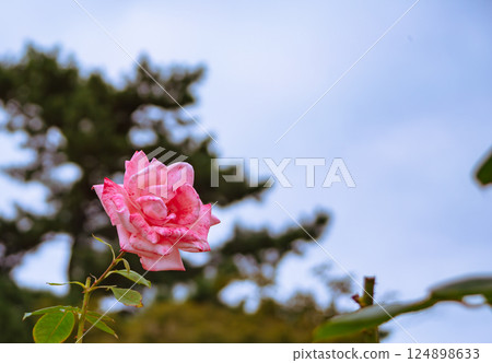 Maebashi Rose Garden Rose Flowers 2-47 Maebashi Rose Garden Rose Flowers 2-47 124898633