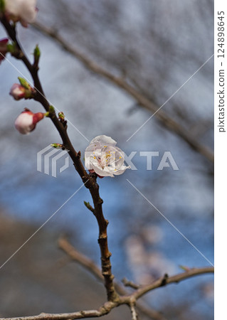 Asuwa Shrine nearing spring 124898645