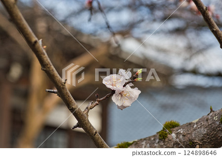 Asuwa Shrine nearing spring 124898646