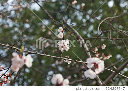 Asuwa Shrine nearing spring Asuwa Shrine nearing spring 124898647