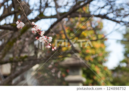 足羽神社接近春天 足羽神社接近春天 124898732