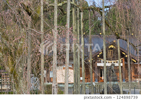 Asuwa Shrine nearing spring Asuwa Shrine nearing spring 124898739