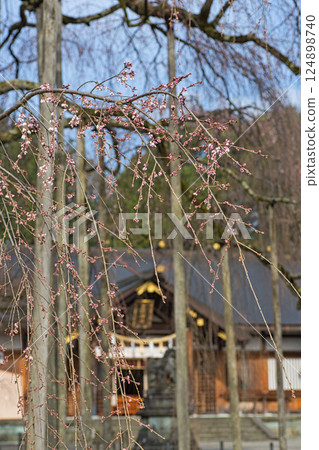 Asuwa Shrine nearing spring Asuwa Shrine nearing spring 124898740