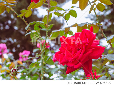 Maebashi Rose Garden Rose Flowers 2-78 124898800