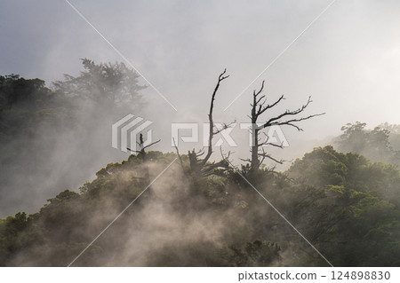 Light and fog like a sumi-e painting World Natural Heritage Yakushima (Summer) 124898830