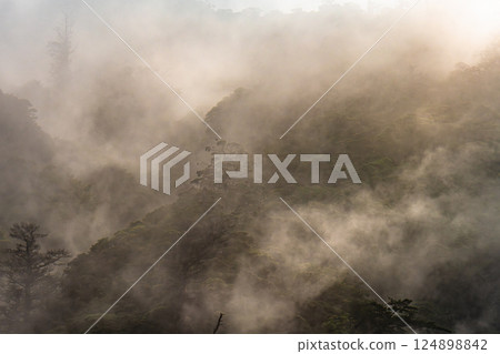 Light and fog like a sumi-e painting World Natural Heritage Yakushima (Summer) Light and fog like a sumi-e painting World Natural Heritage Yakushima (Summer) 124898842