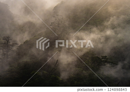 Light and fog like a sumi-e painting World Natural Heritage Yakushima (Summer) Light and fog like a sumi-e painting World Natural Heritage Yakushima (Summer) 124898843